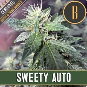 Blimburn Seeds Sweety Auto