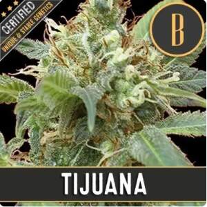 Blimburn Seeds Tijuana