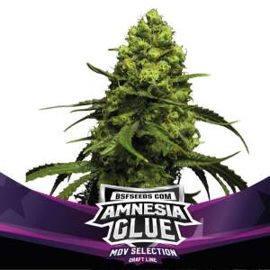 Bsf Seeds Amnesia Glue