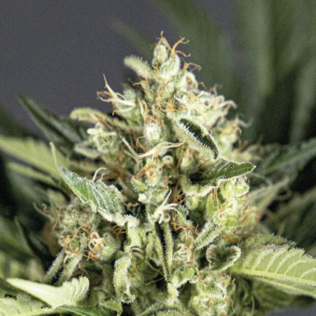 Bsf Seeds Double Cookies Auto