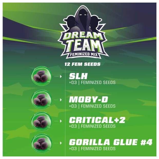 Bsf Seeds Dream Team Feminized Mix
