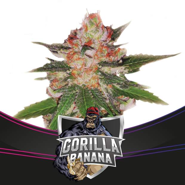 Bsf Seeds Gorilla Banana - Draft Line