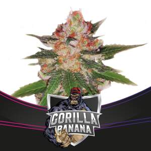 Bsf Seeds Gorilla Banana - Draft Line