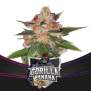 Bsf Seeds Gorilla Banana - Draft Line