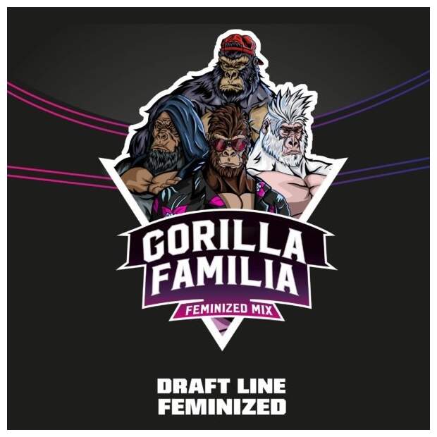 Bsf Seeds Gorilla Familia Feminized Mix - Draft Line