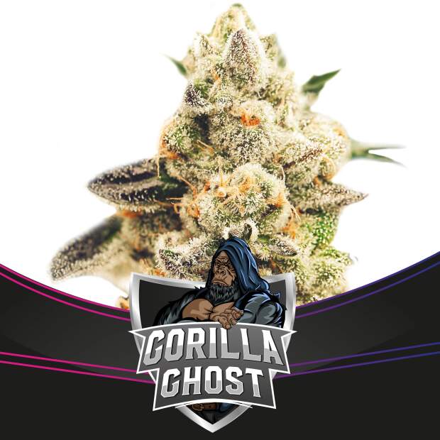 Bsf Seeds Gorilla Ghost - Draft Line