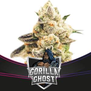 Bsf Seeds Gorilla Ghost - Draft Line