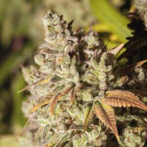 Bsf Seeds Gorilla Glue #4