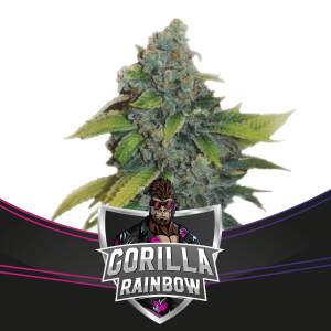 Bsf Seeds Gorilla Rainbow - Draft Line
