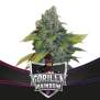 Bsf Seeds Gorilla Rainbow - Draft Line