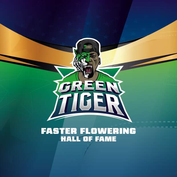 Bsf Seeds Green Tiger Fast Version