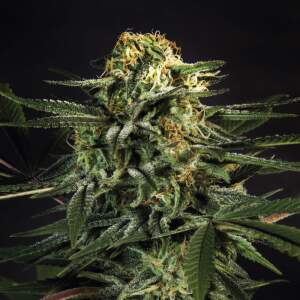 Bsf Seeds Green Tiger Fast Version