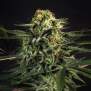 Bsf Seeds Green Tiger Fast Version