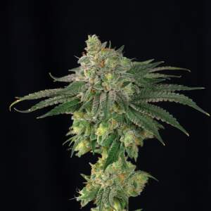 Bsf Seeds Lebron Haze