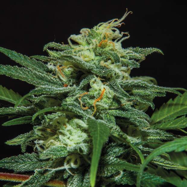 Bsf Seeds Lebron Haze XXL Auto