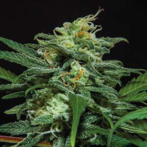 Bsf Seeds Lebron Haze XXL Auto