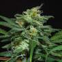 Bsf Seeds Lebron Haze XXL Auto
