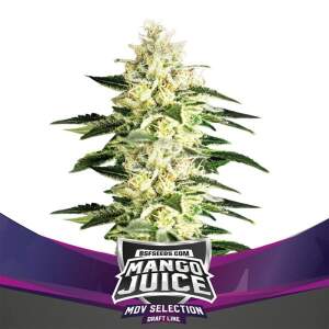 Bsf Seeds Mango Juice