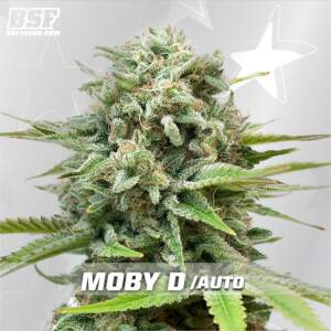 Bsf Seeds Moby Dick Auto