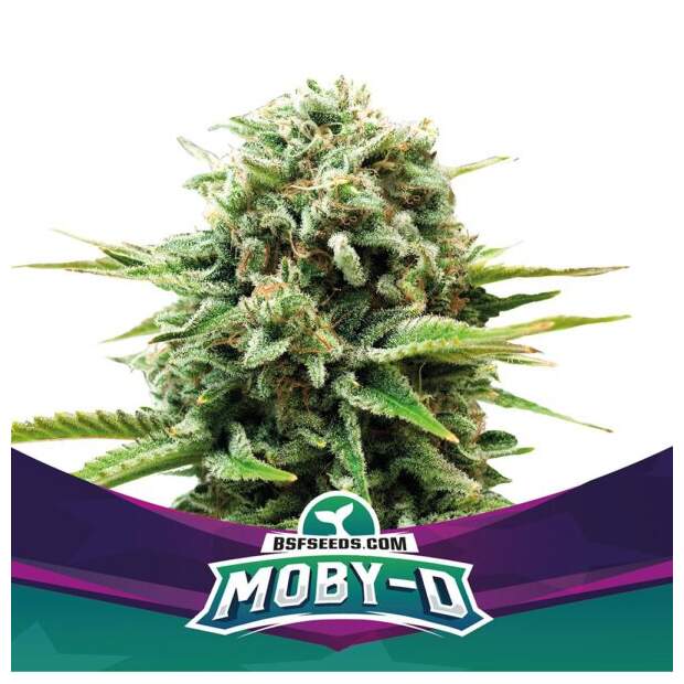 Bsf Seeds Moby-D