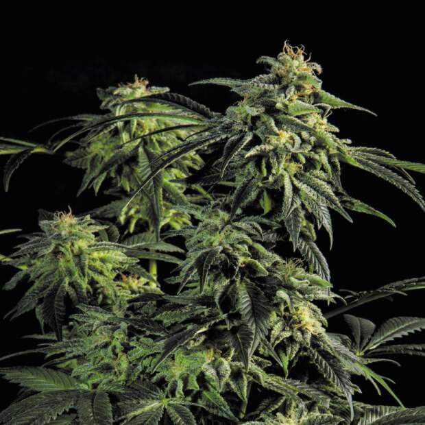 Bsf Seeds Obg Kush Fast Version