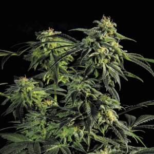 Bsf Seeds Obg Kush Fast Version
