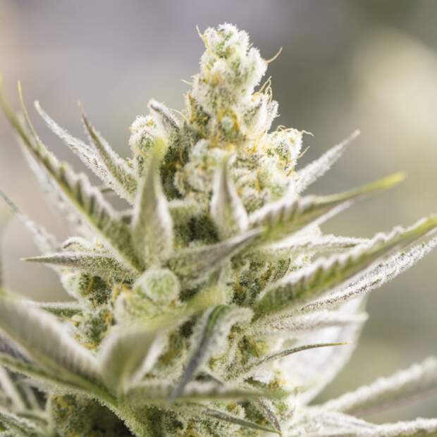 Bsf Seeds Orange Blossom XXL Auto