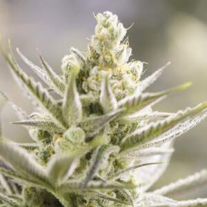 Bsf Seeds Orange Blossom XXL Auto