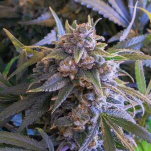 Bsf Seeds Pineapple Larry OG