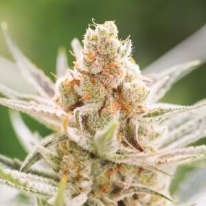 Bsf Seeds Rainbows