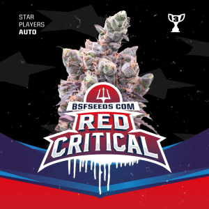 Bsf Seeds Red Critical Auto