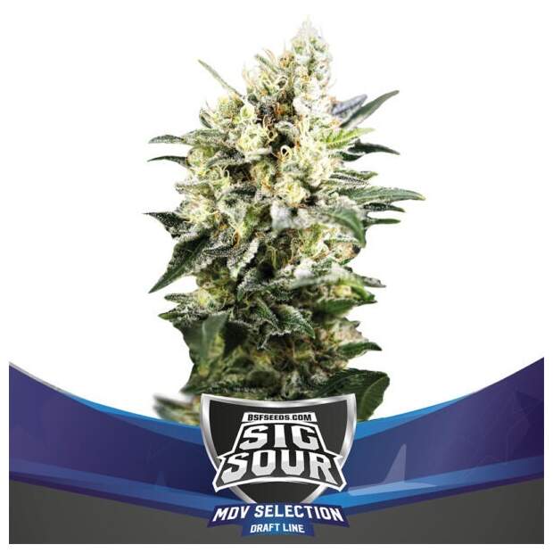Bsf Seeds Sig Sour XXL Auto