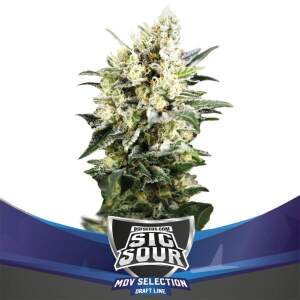 Bsf Seeds Sig Sour XXL Auto