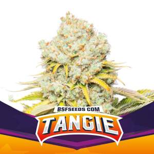 Bsf Seeds Tangie