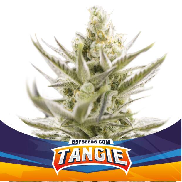 Bsf Seeds Tangie XXL Auto