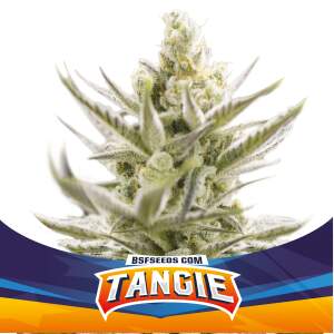 Bsf Seeds Tangie XXL Auto