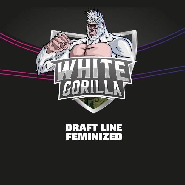 Bsf Seeds White Gorilla - Draft Line