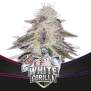 Bsf Seeds White Gorilla - Draft Line