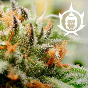 Buddha Seeds Assorted Auto