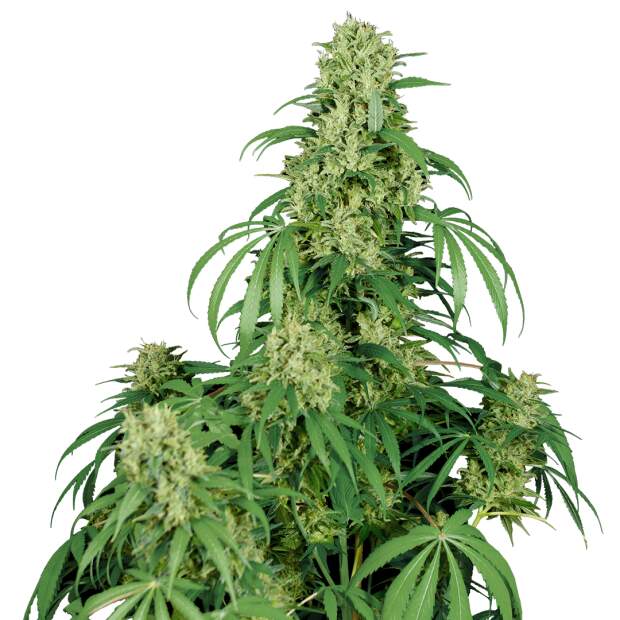 Buddha Seeds Auto Calamity Jane