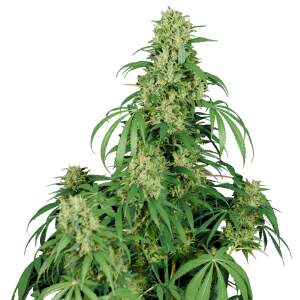Buddha Seeds Auto Calamity Jane