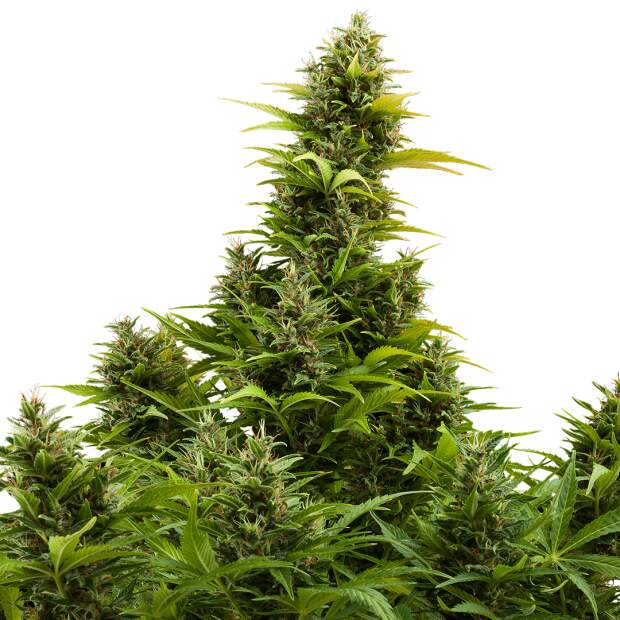 Buddha Seeds Auto Medikit CBD