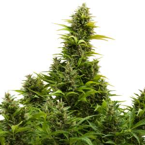 Buddha Seeds Auto Medikit CBD