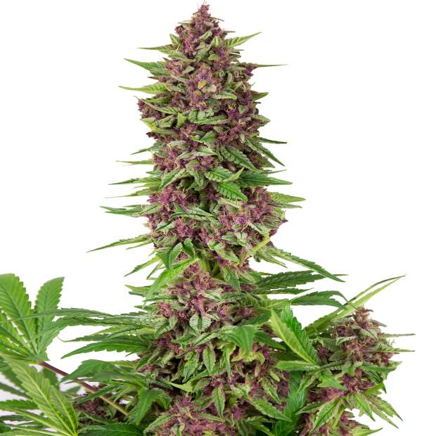 Buddha Seeds Buddha Purple Kush