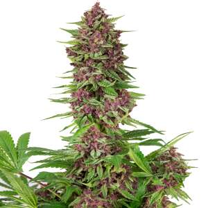 Buddha Seeds Buddha Purple Kush
