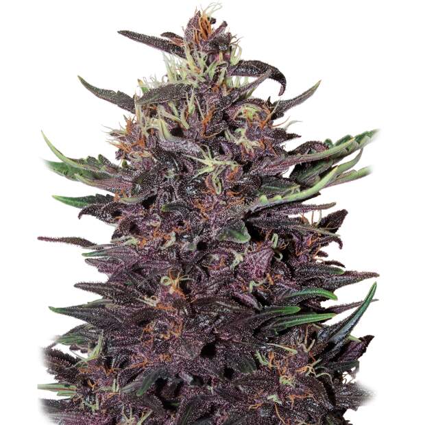 Buddha Seeds Buddha Purple Kush Auto