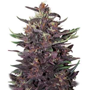 Buddha Seeds Buddha Purple Kush Auto