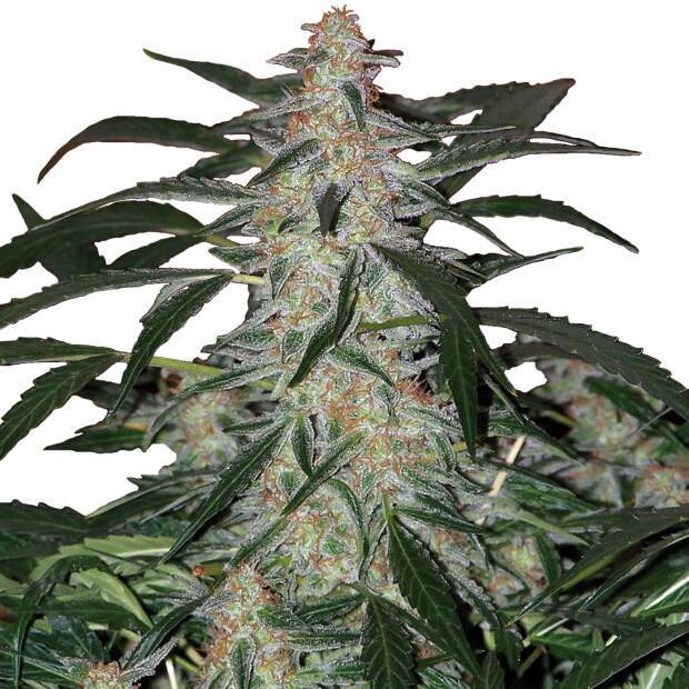 Buddha Seeds Deimos Auto