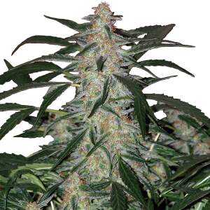 Buddha Seeds Deimos Auto