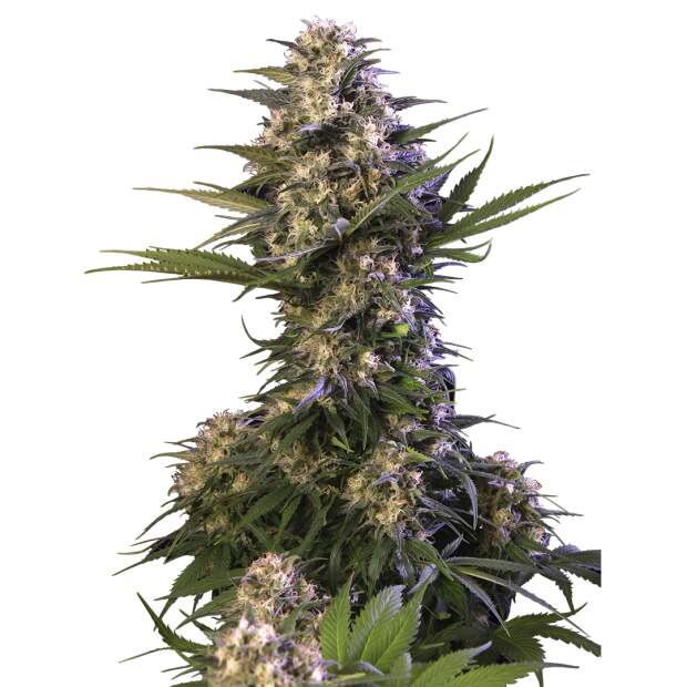 Buddha Seeds Kraken